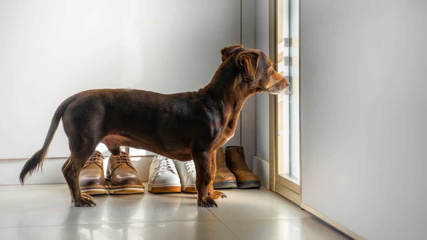 Dog waiting at the door