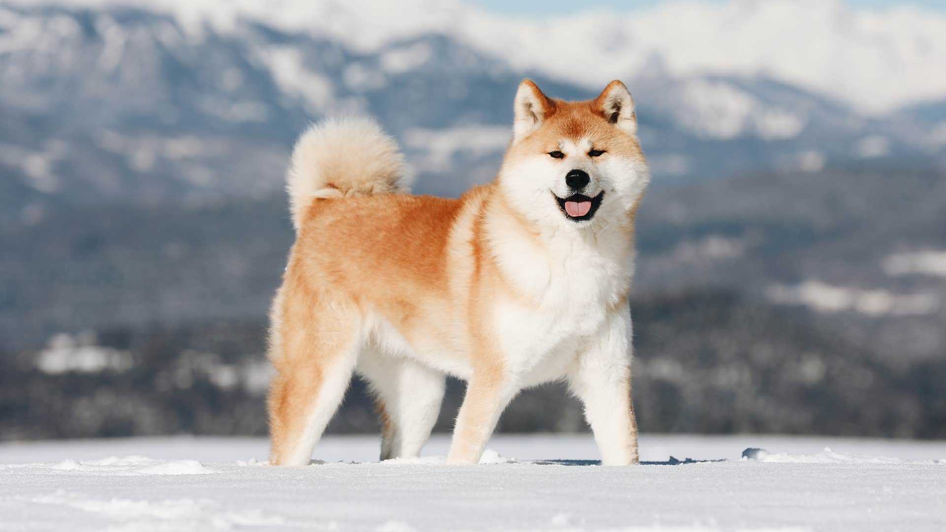 Akita dog breed