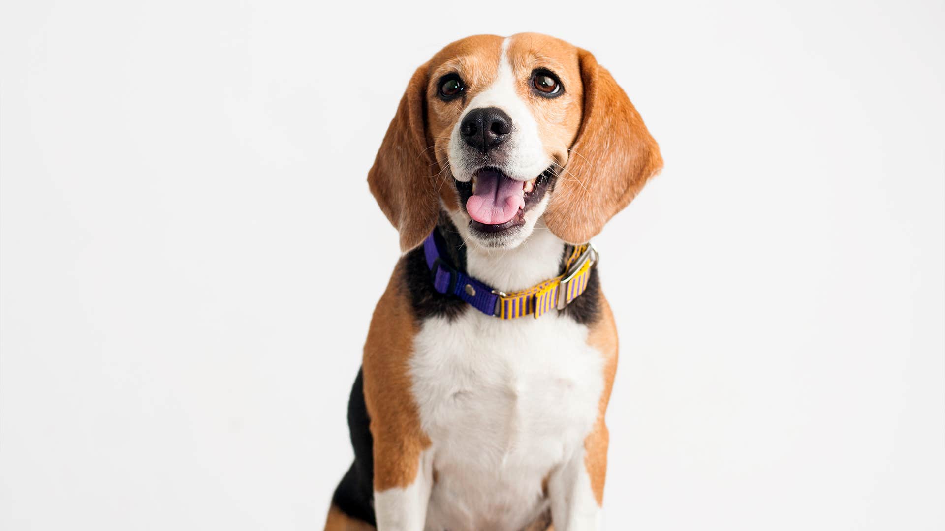 beagle dog breed