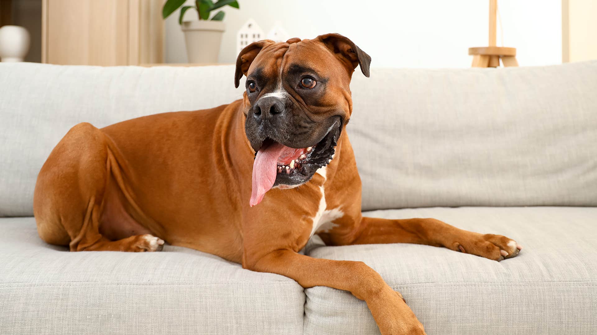 boxer dog breed