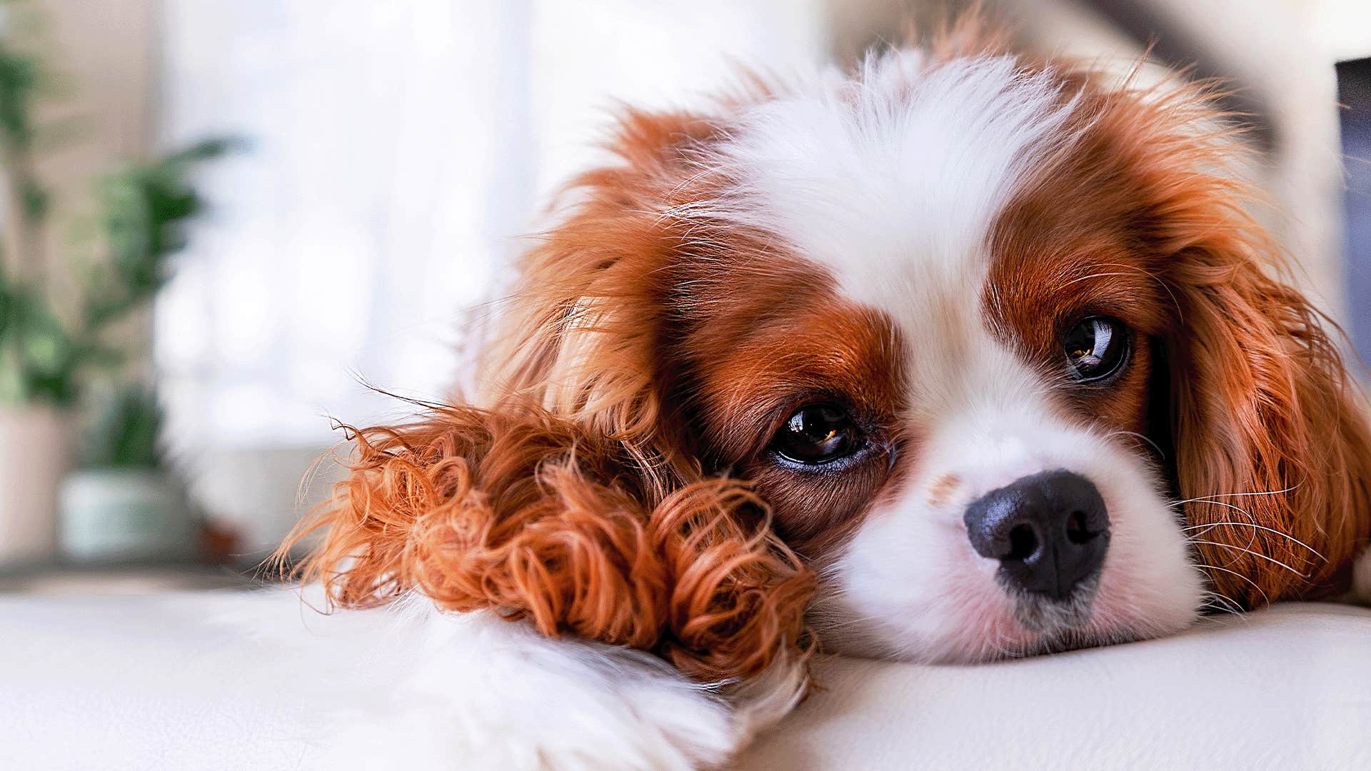 Cavalier dog breed