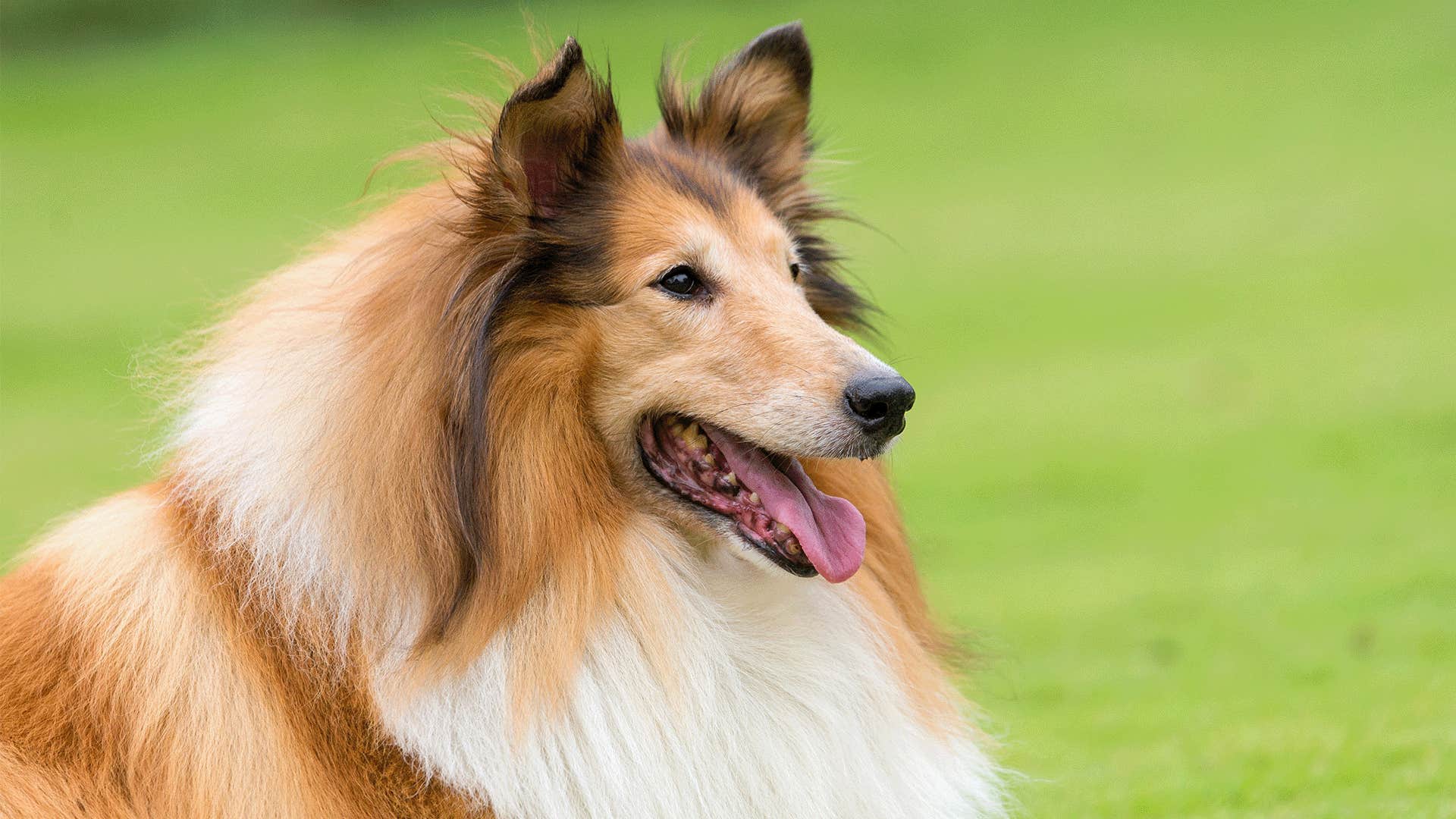 Collie dog breed