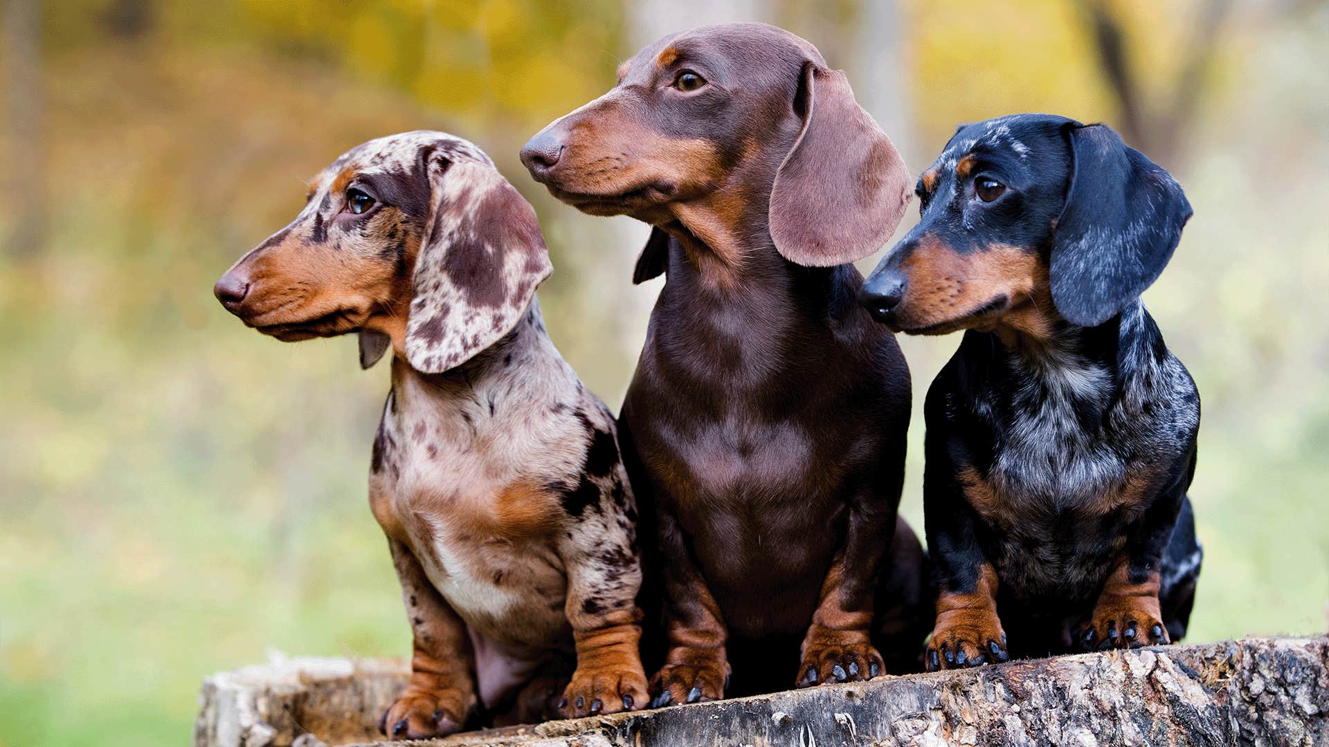 dachshund dog breed