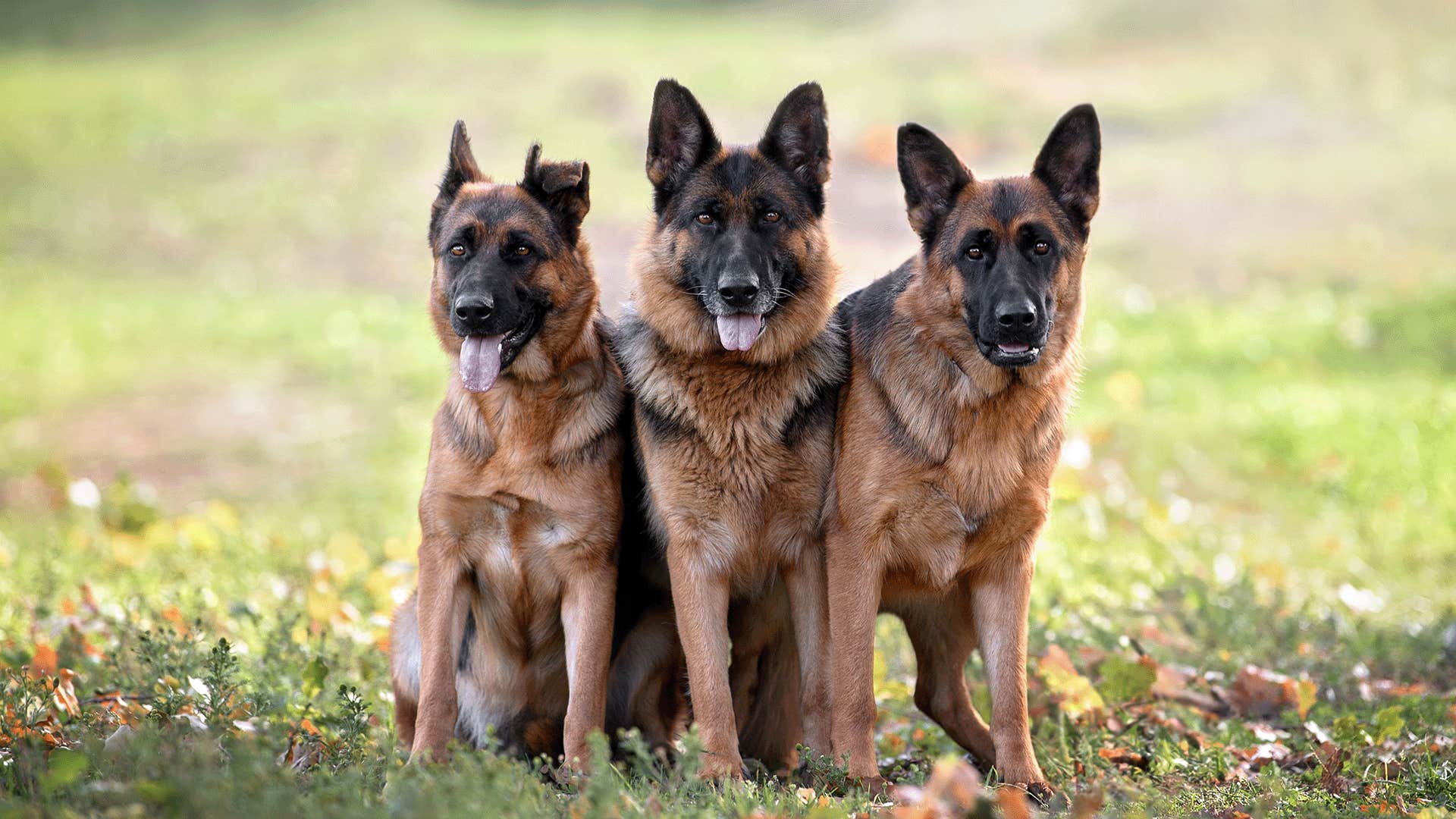 german shepherd dog breed