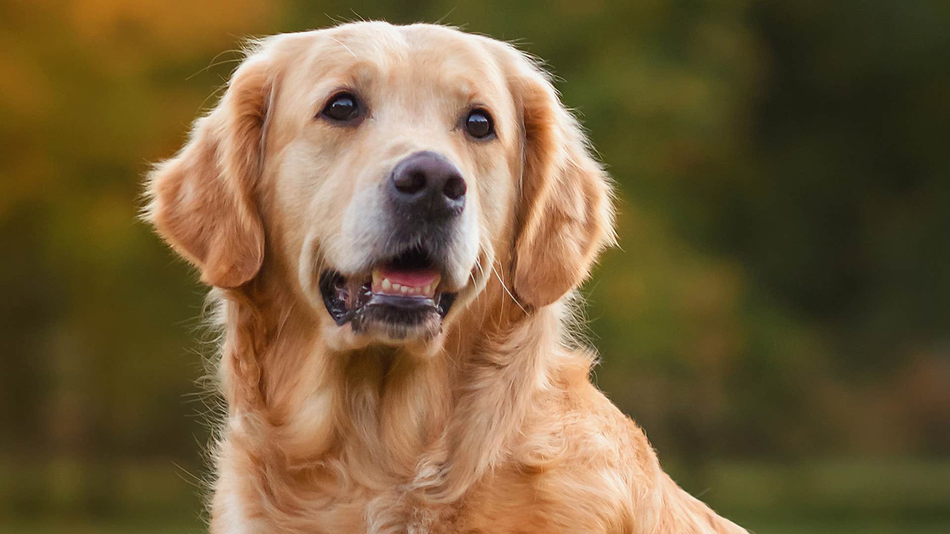 golden retriever dog breed