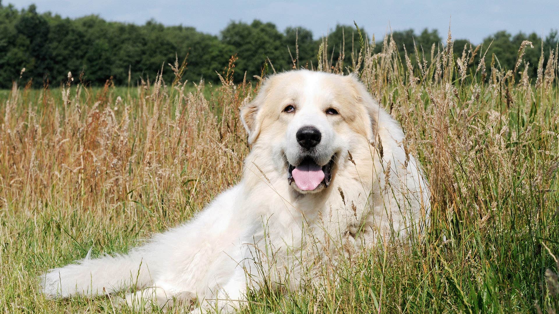 great pyrenees dog breed