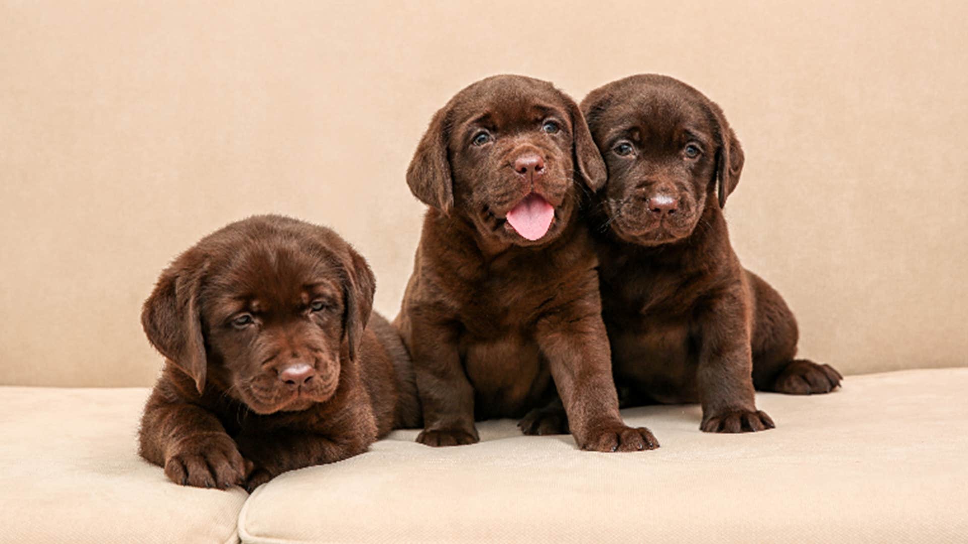 labrador retriever dog breed