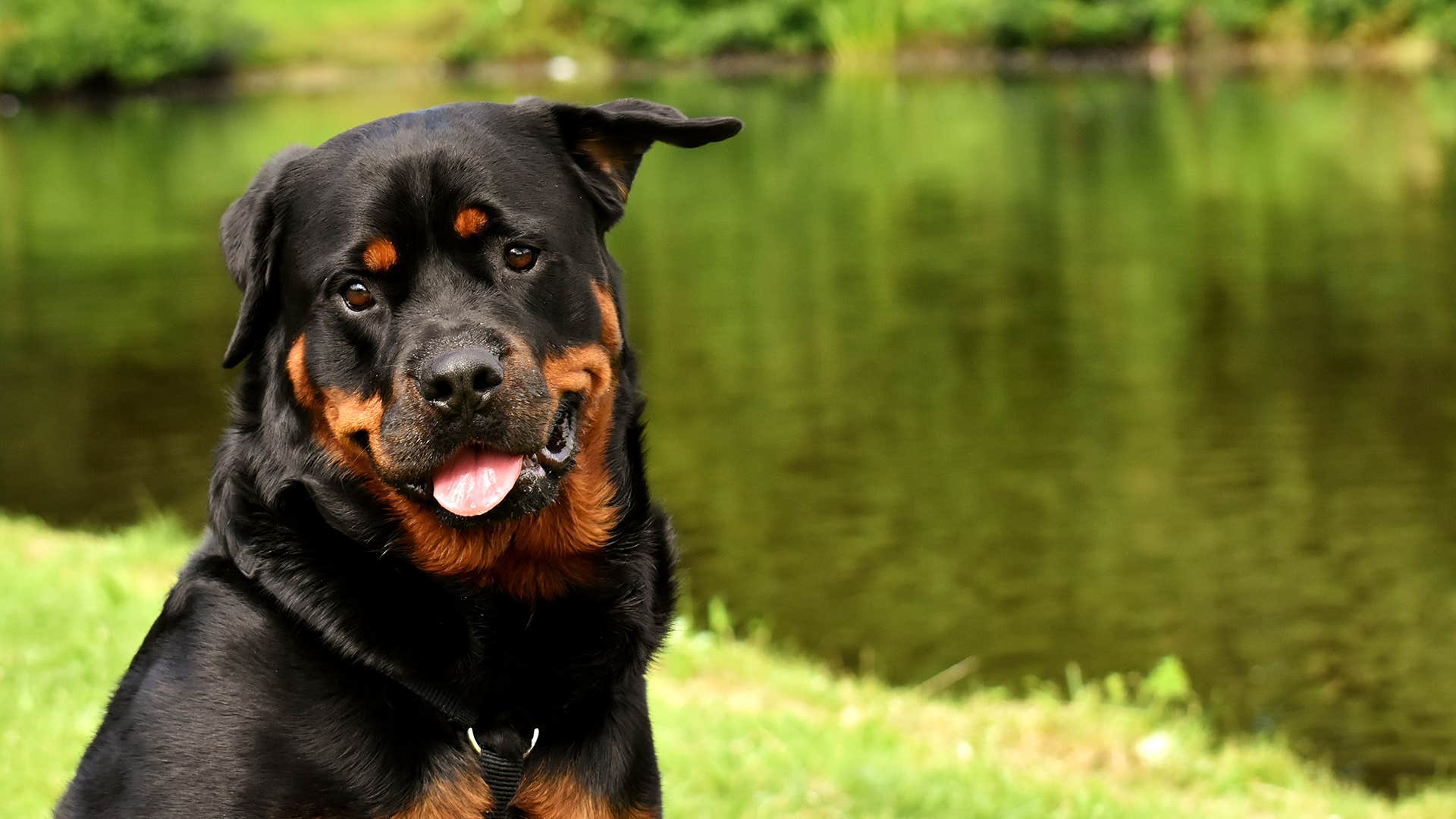 Rottweiler dog breed