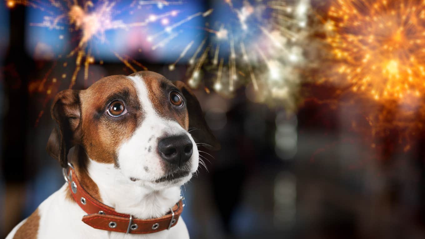 Dog scared of fireworks