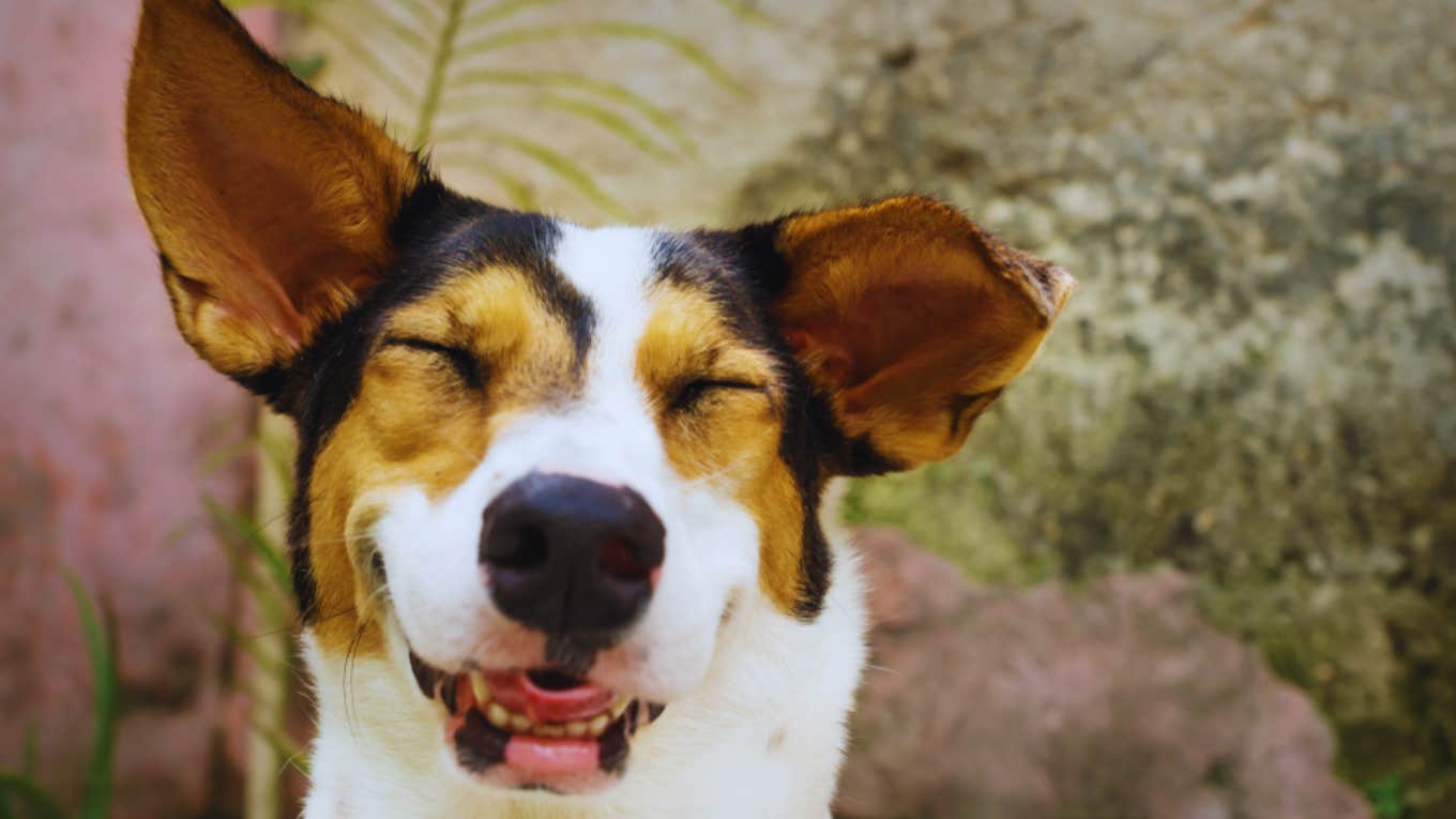 dog, laughing 