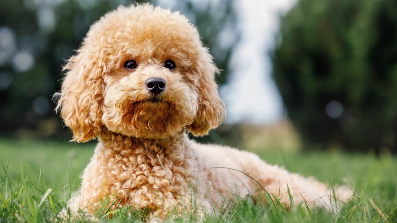 poodle puppy laying in the grass