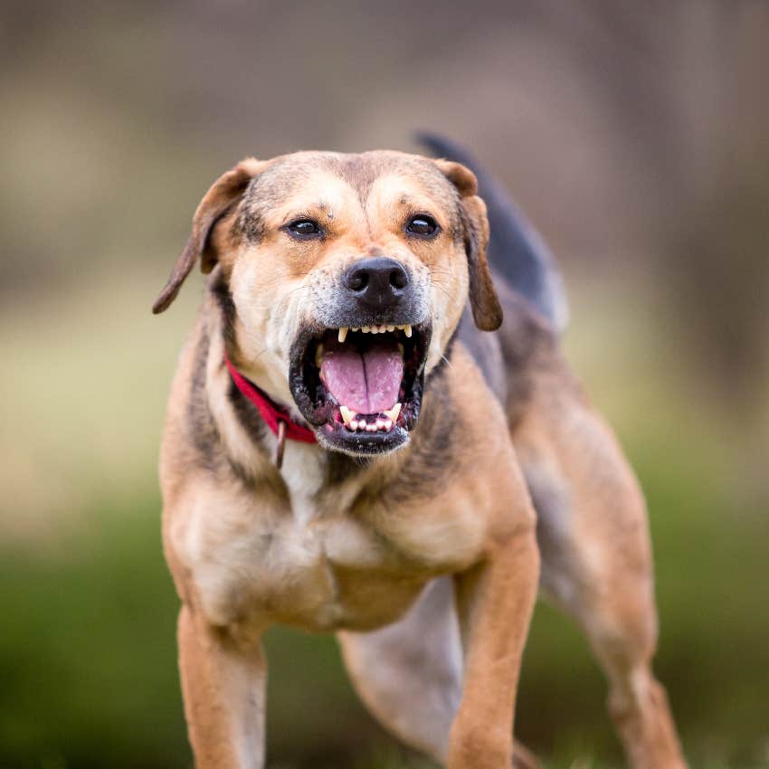 Aggressive dog with history of biting