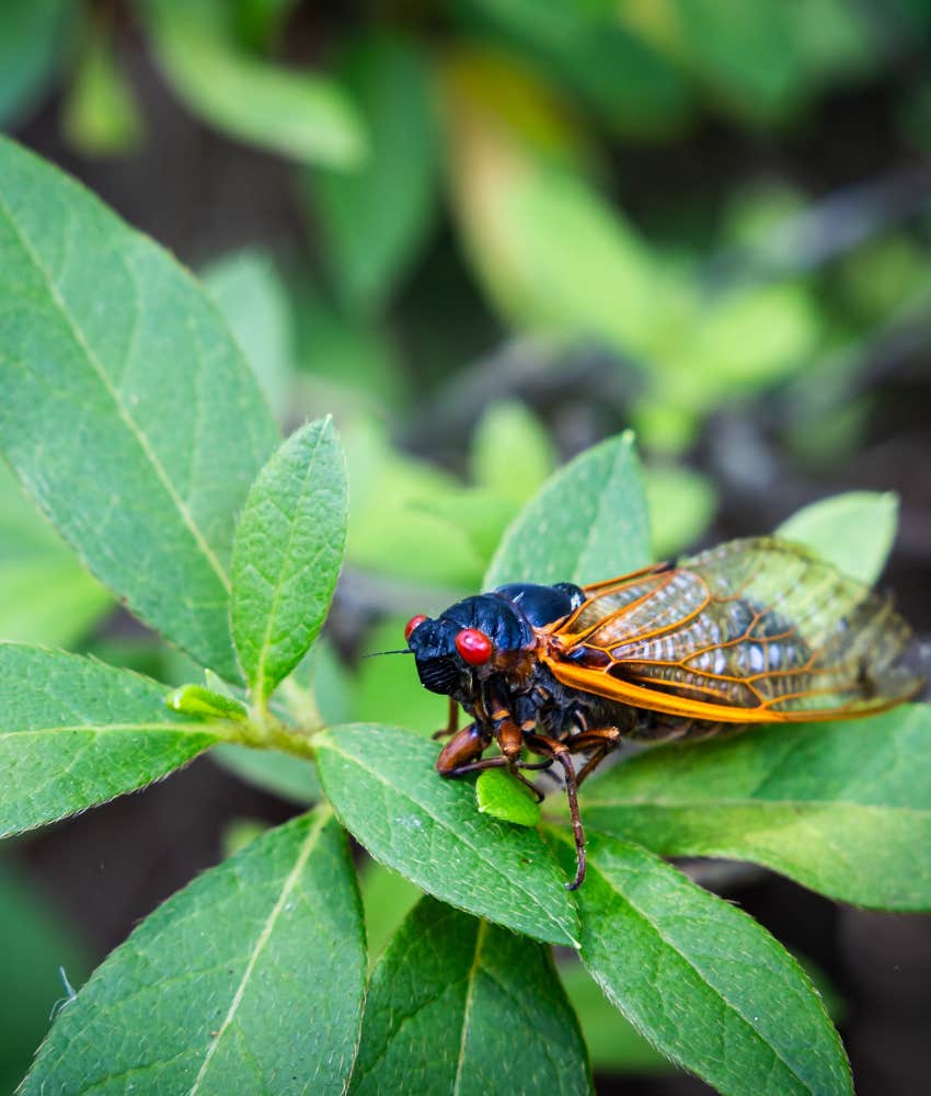 Cicada in a tree