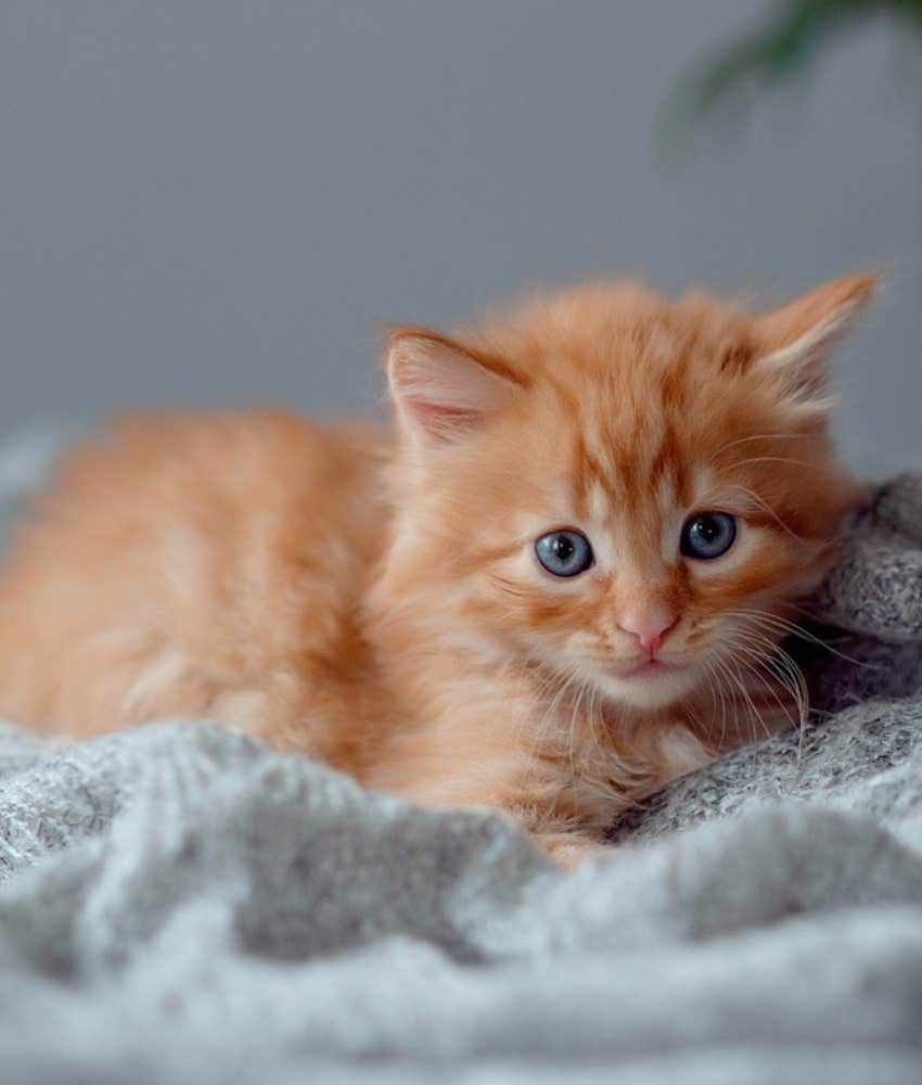 cute orange kitten