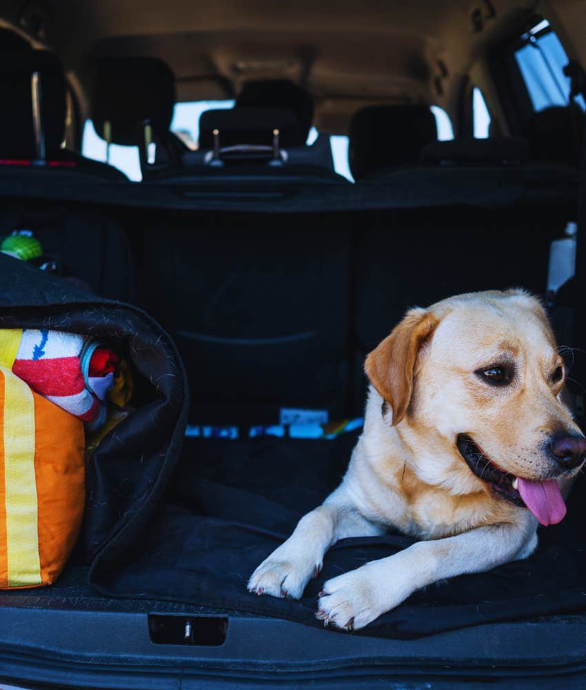 traveling with a dog in the backseat of car