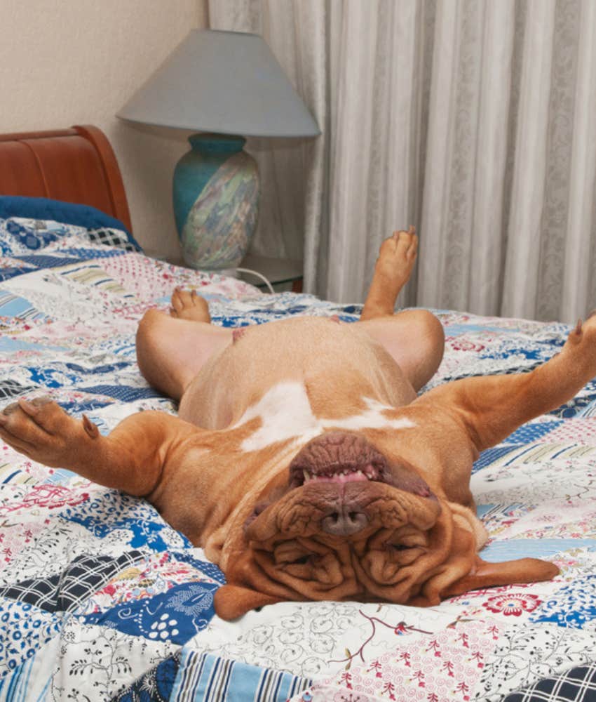 Dog lying on his back on bed