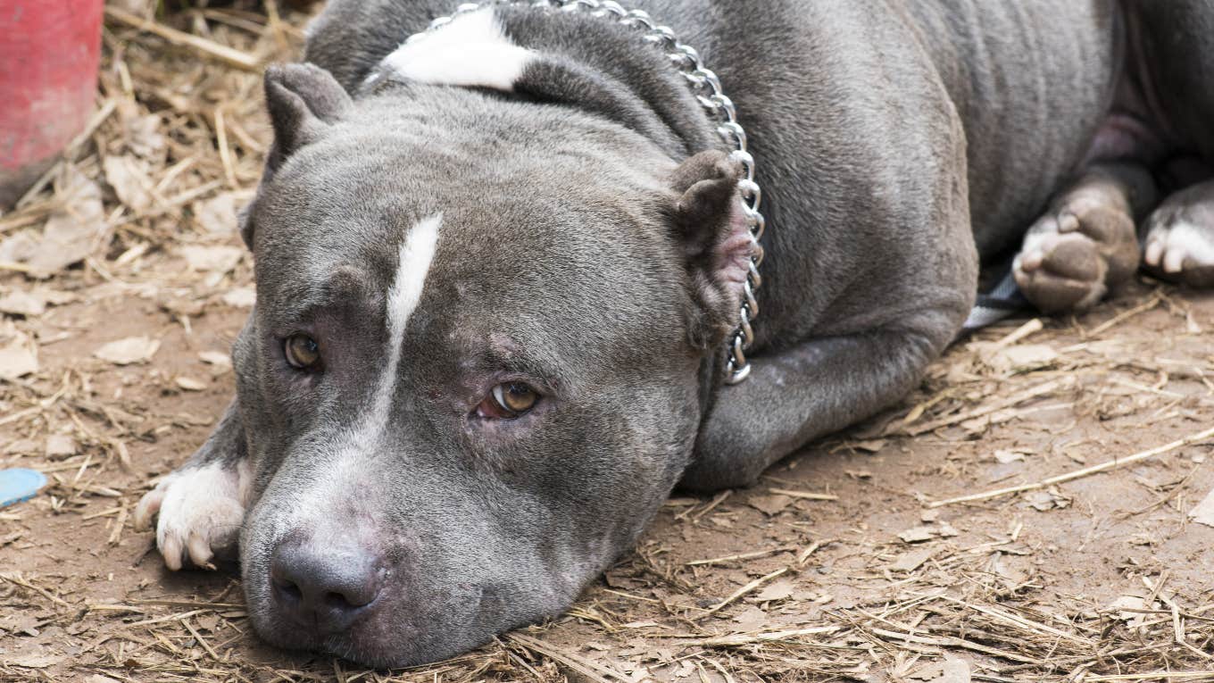 dog chained outside for years saved by kind woman