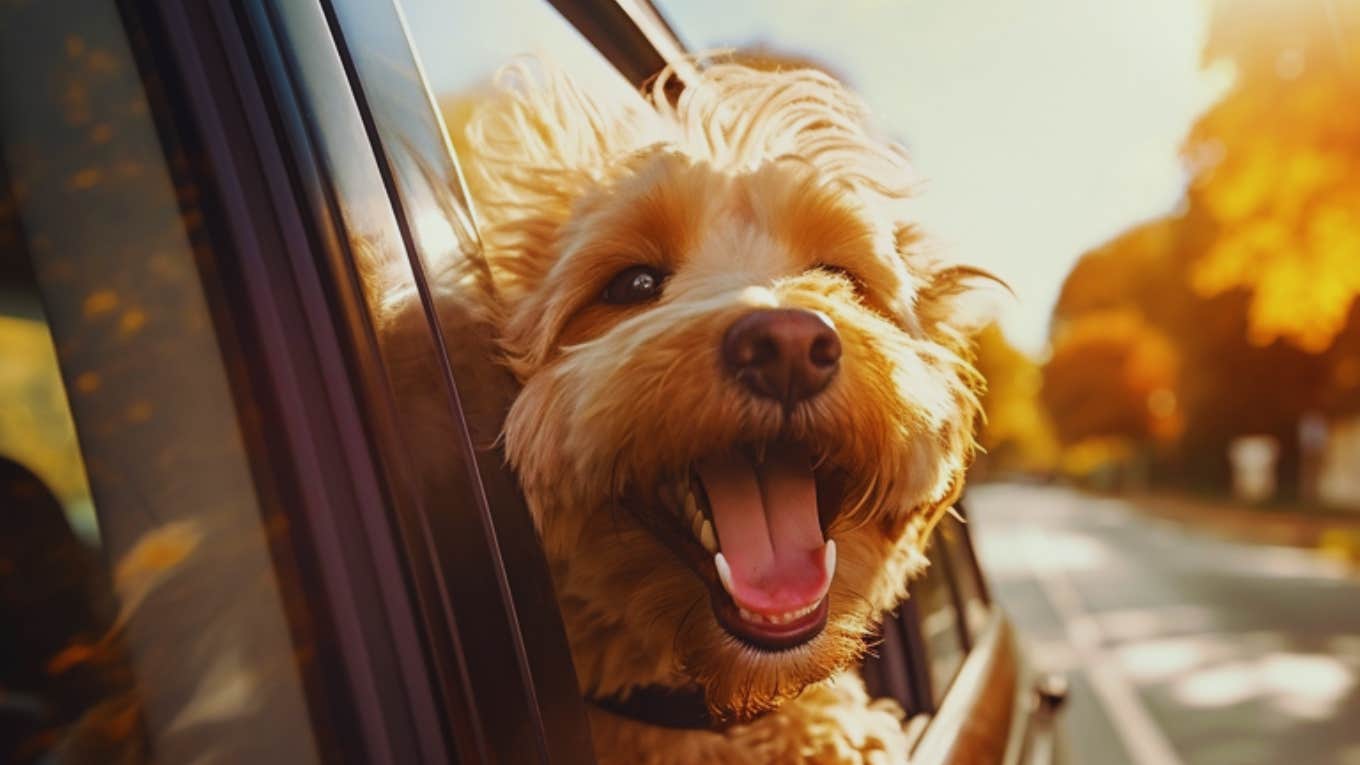 dog in car