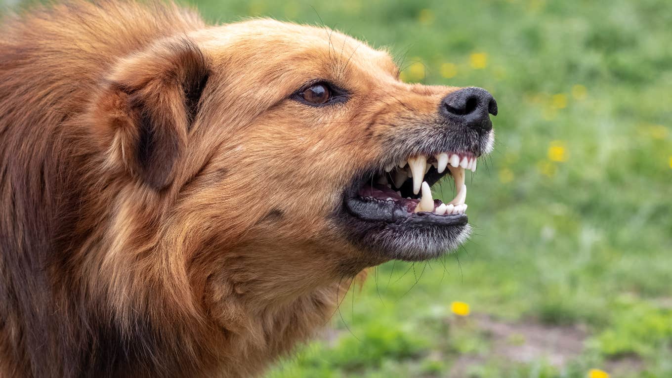 Aggressive dog reported for biting friend's fiancé