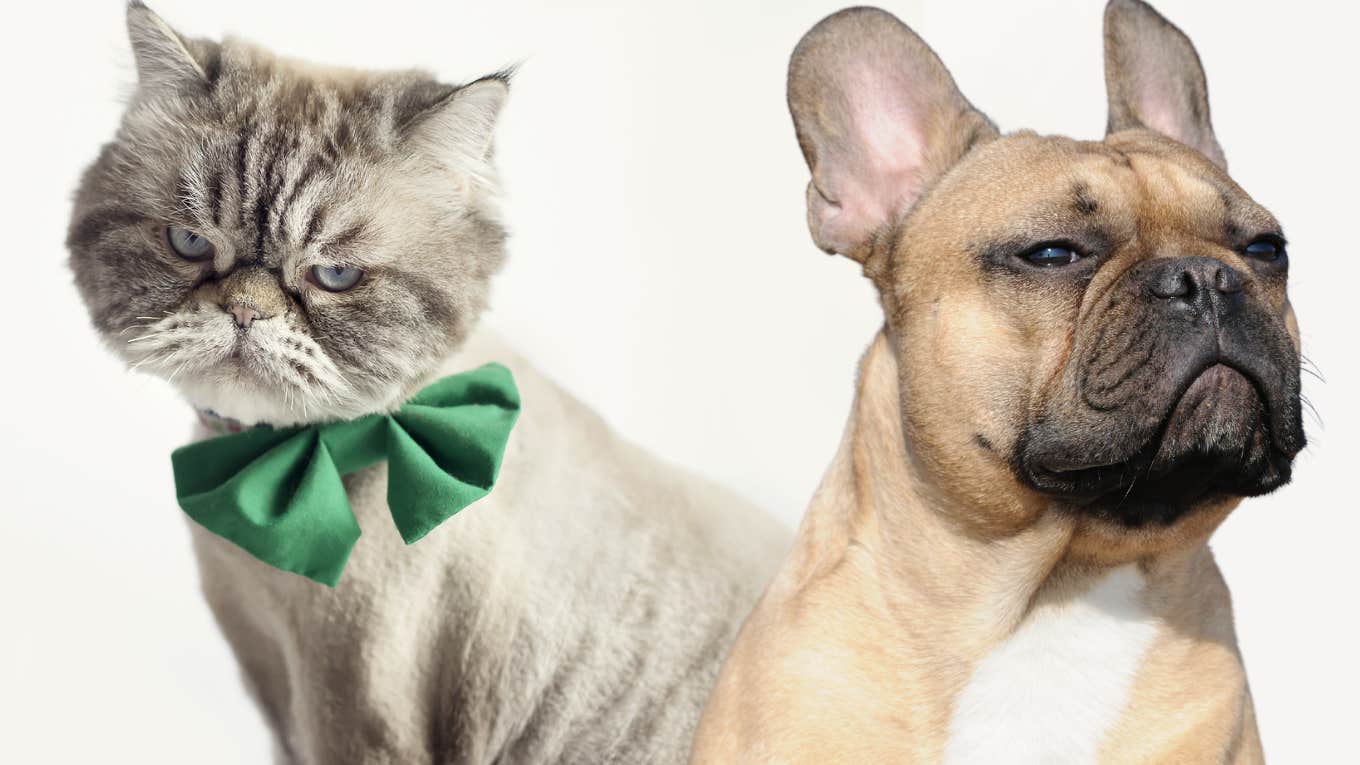 annoyed cat and dog