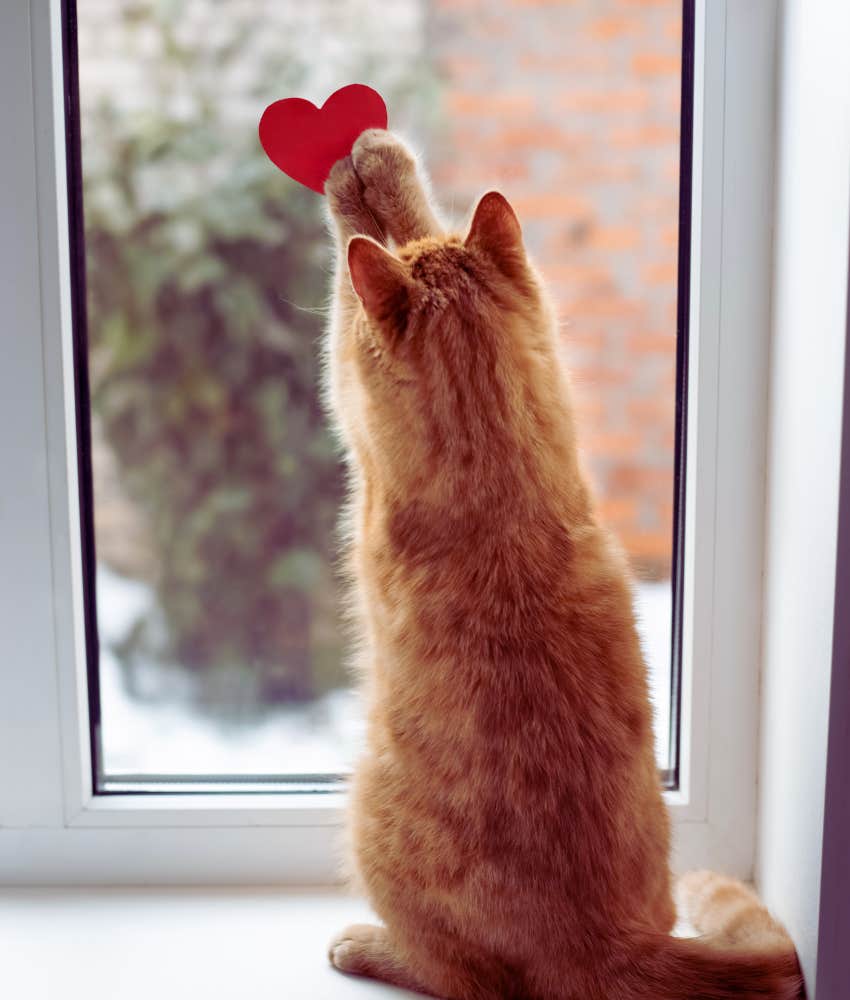 Orange cat with paw on window