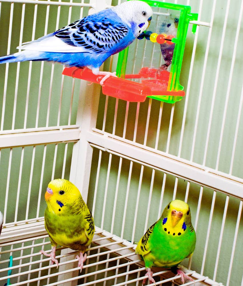 parakeets in a cage at pet store