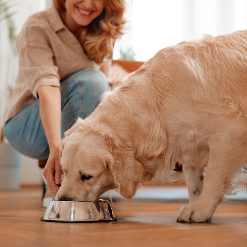 Dog eating name brand dog food.