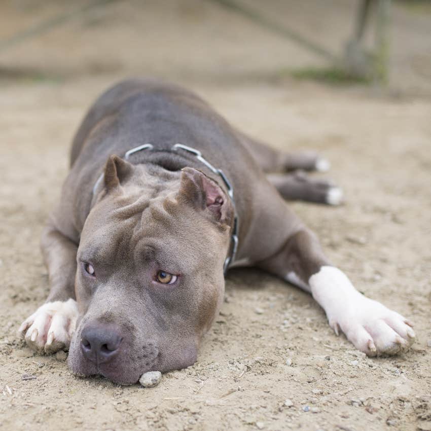 Sad dog chained outside for years