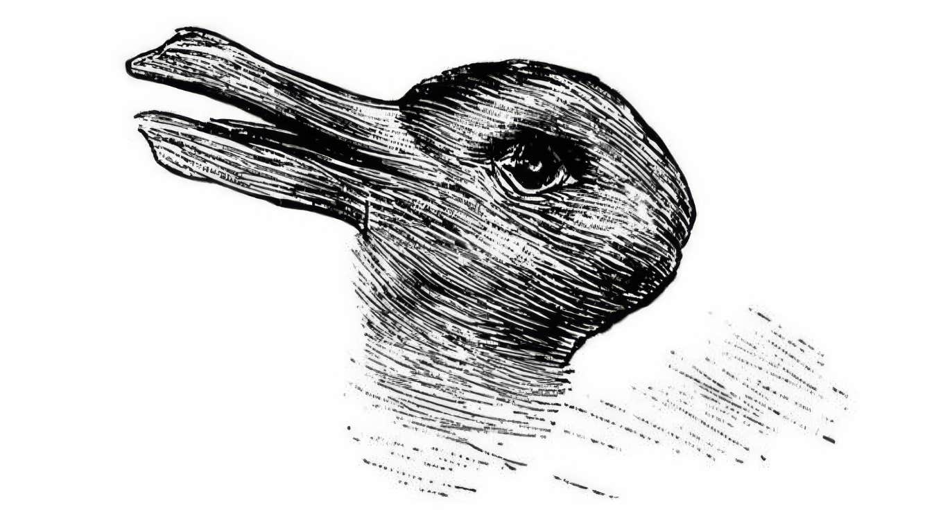 photo of black and white rabbit or duck