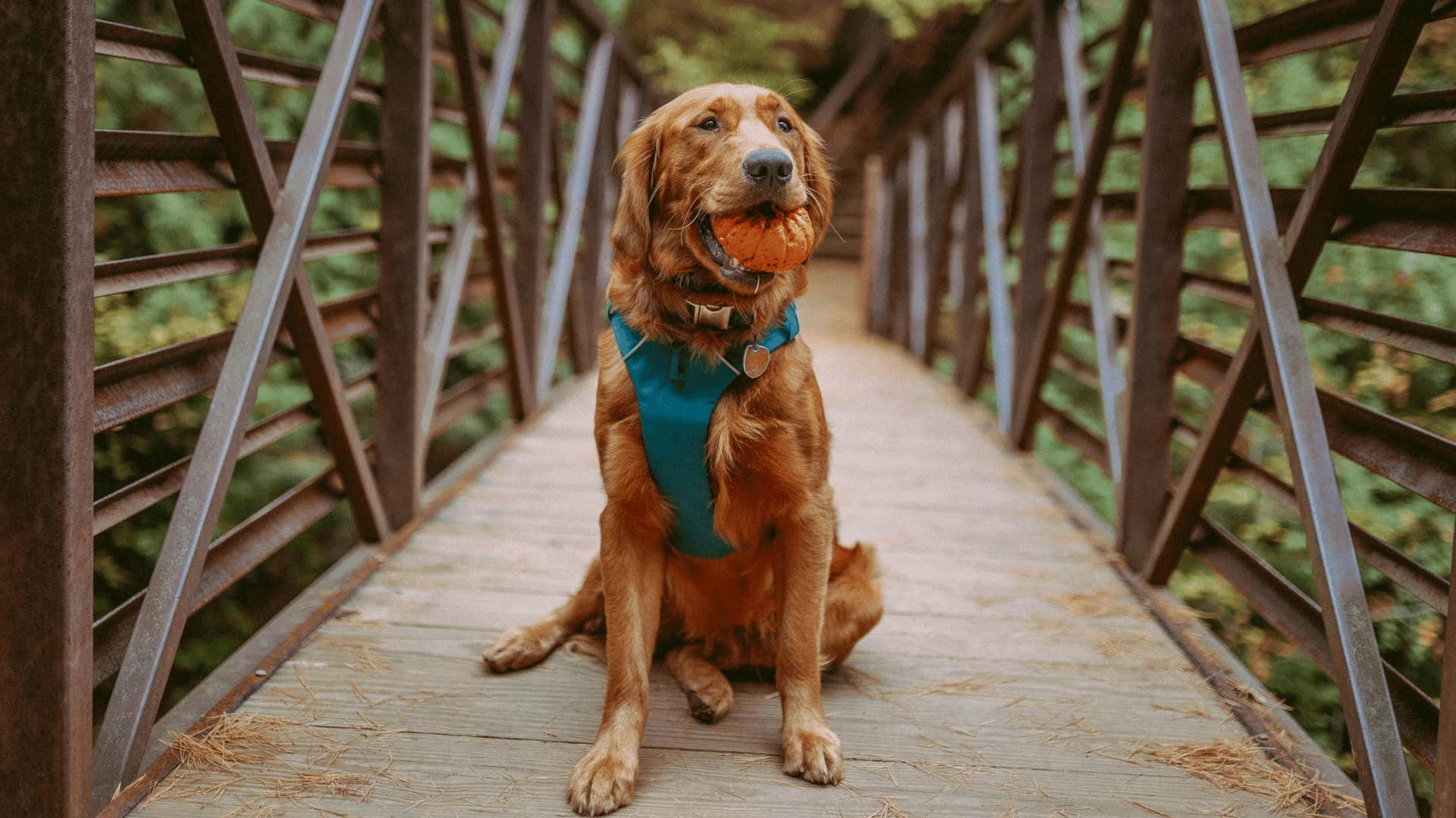 golden retriever with toy in mouth