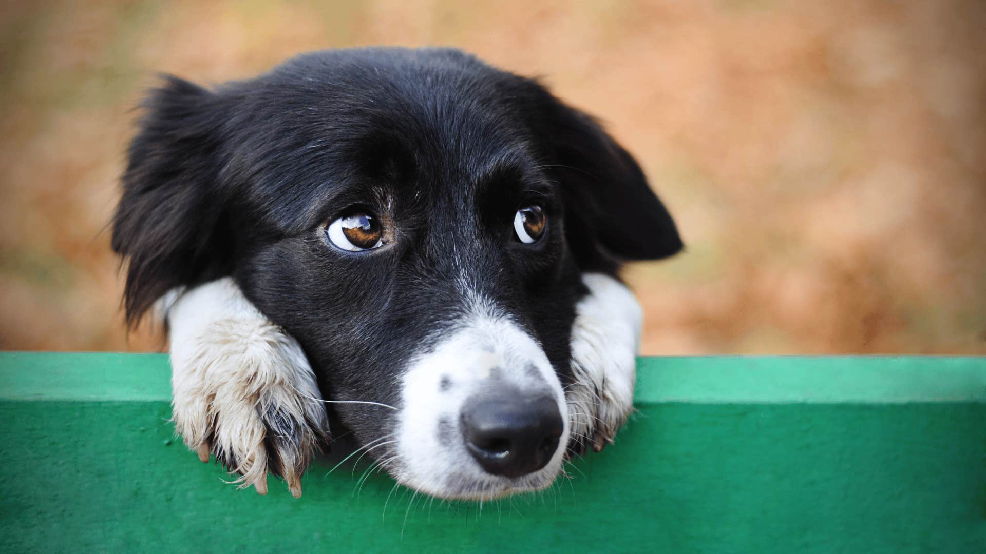 dog outside looking upset 