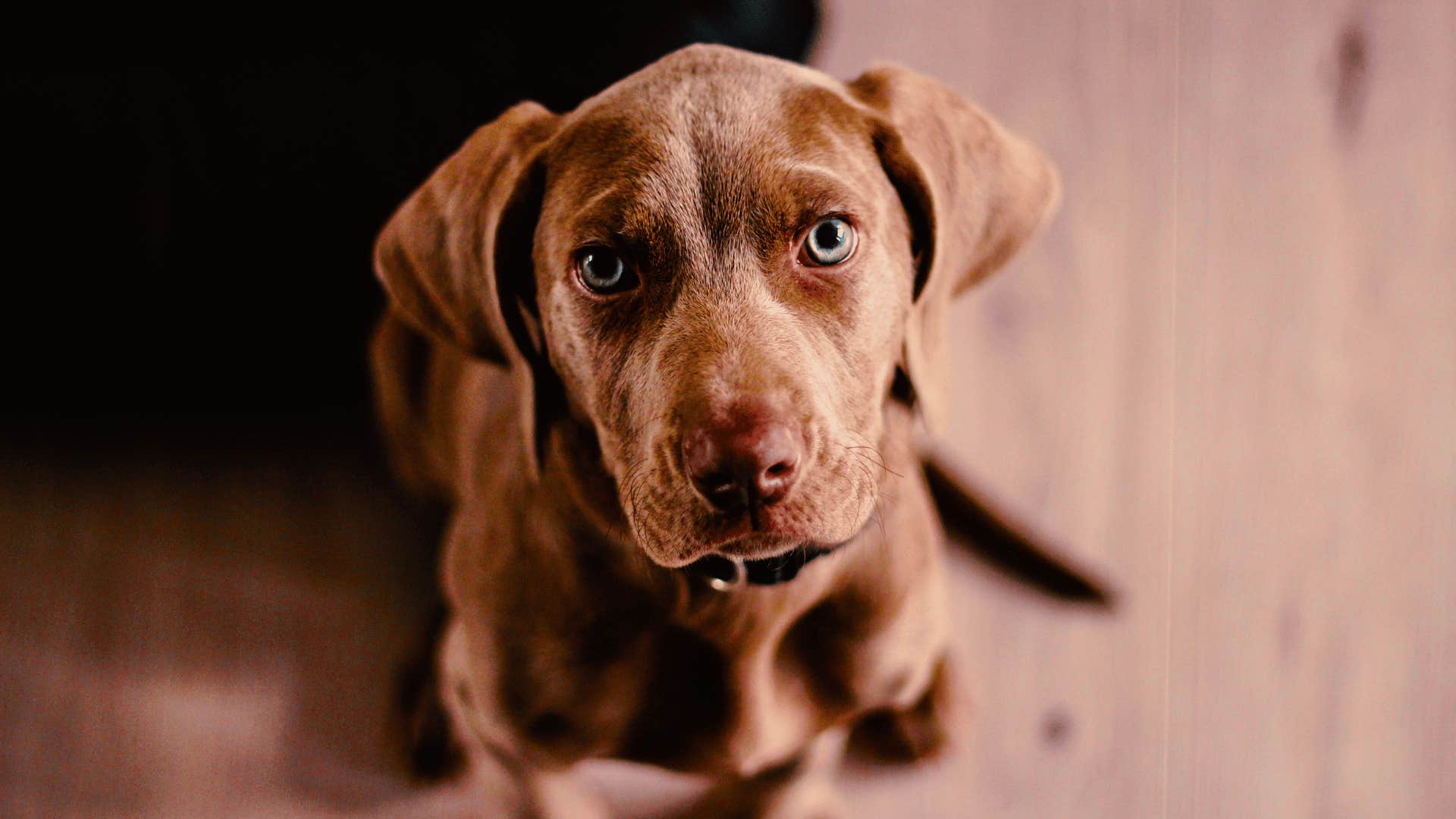 brown dog looking up at camera