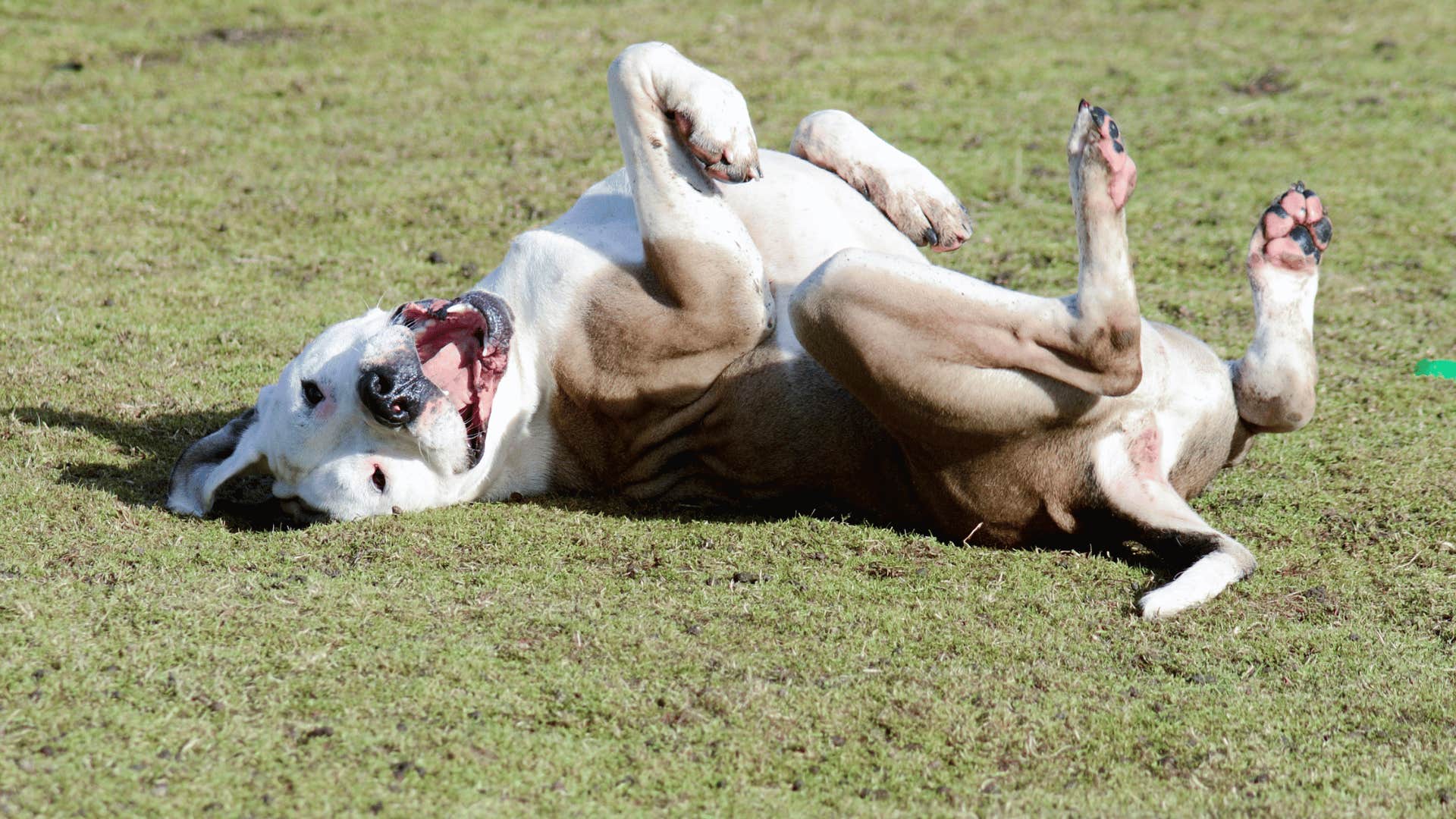 dog outside rolling over