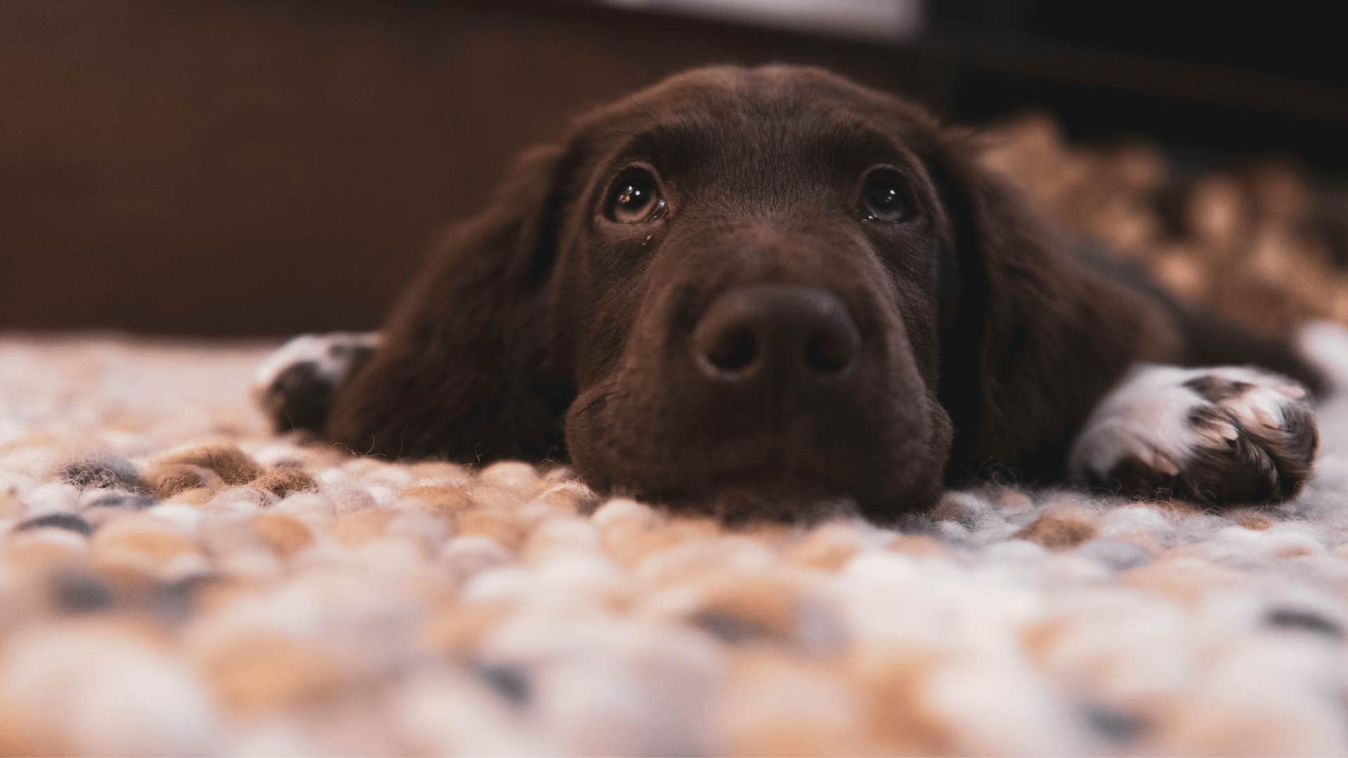 dark brown dog laying down on carpet