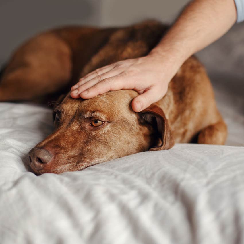 Dogs looking stressed laying on their bed.