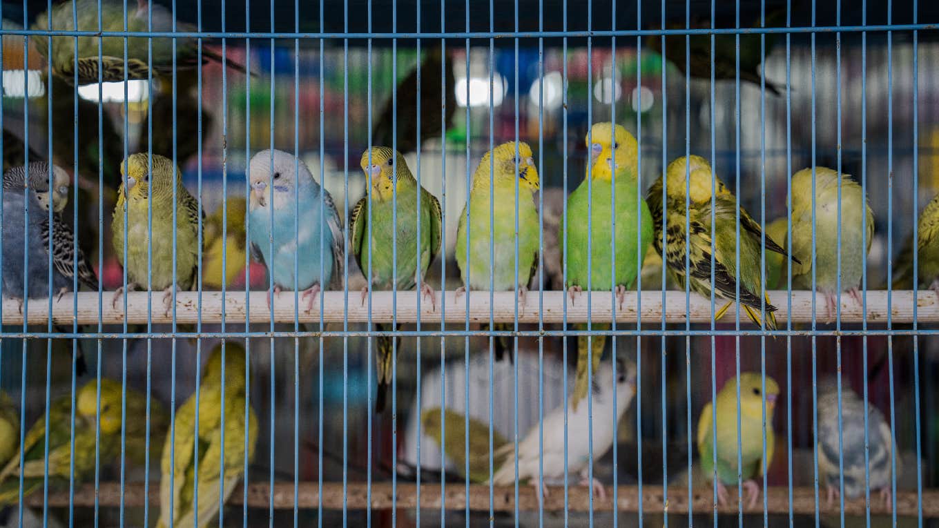 Parakeets in cage at pet store