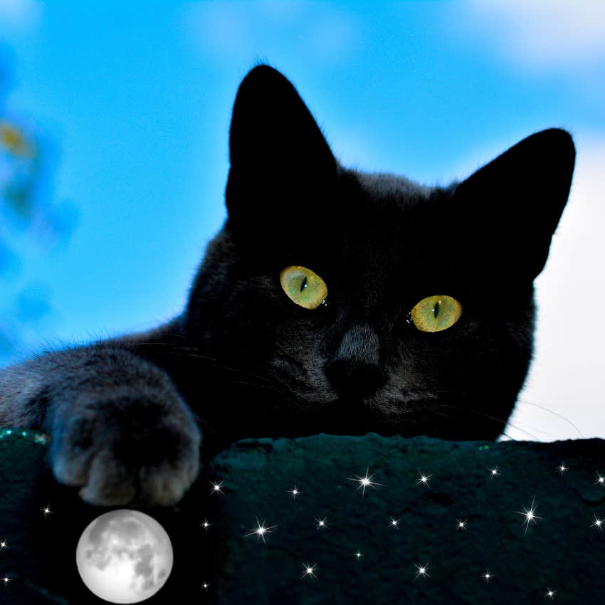 Black cat laying in his starry bed playing with a cat toy. 