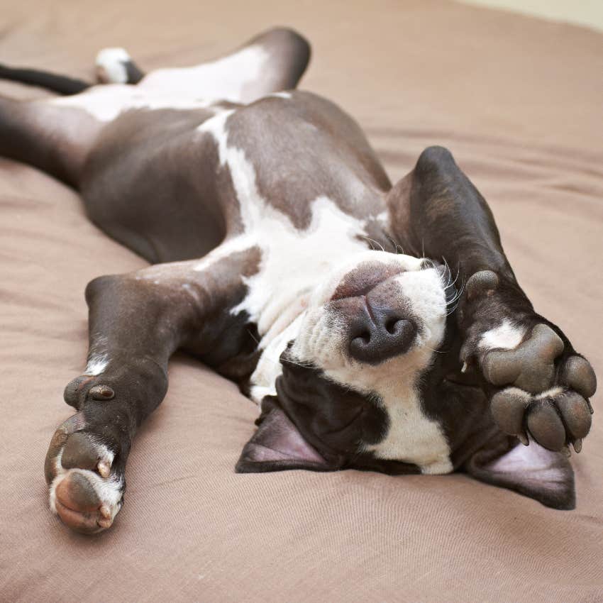 Dog belly-up sleeping