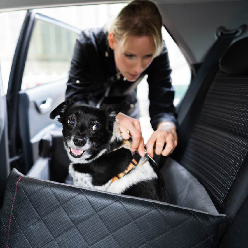 Dog getting safely bucked into car seat