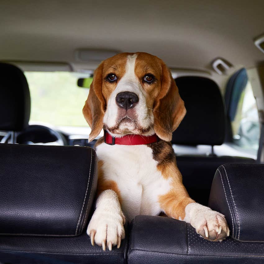 Dog in car