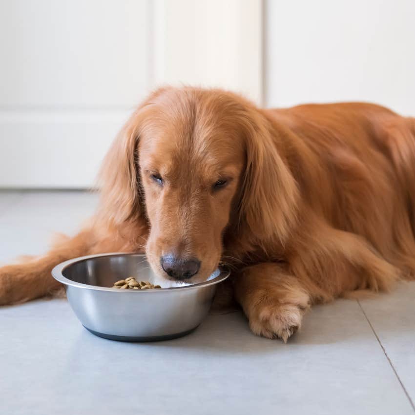 Dog eating out of his food bowl laying down. 