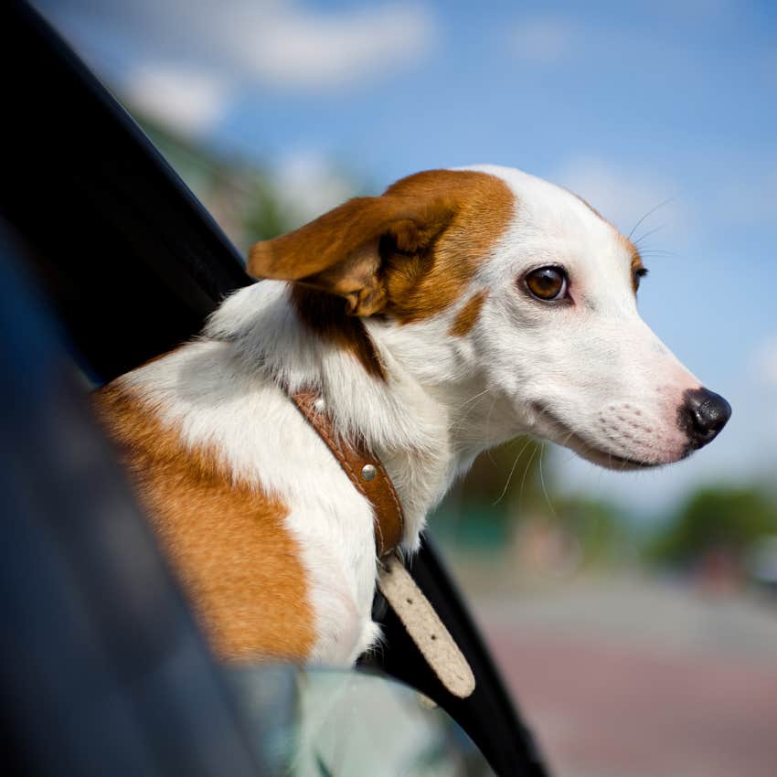 Dog hanging its head out of a car window