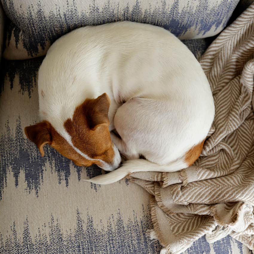 Dog curled-up sleeping