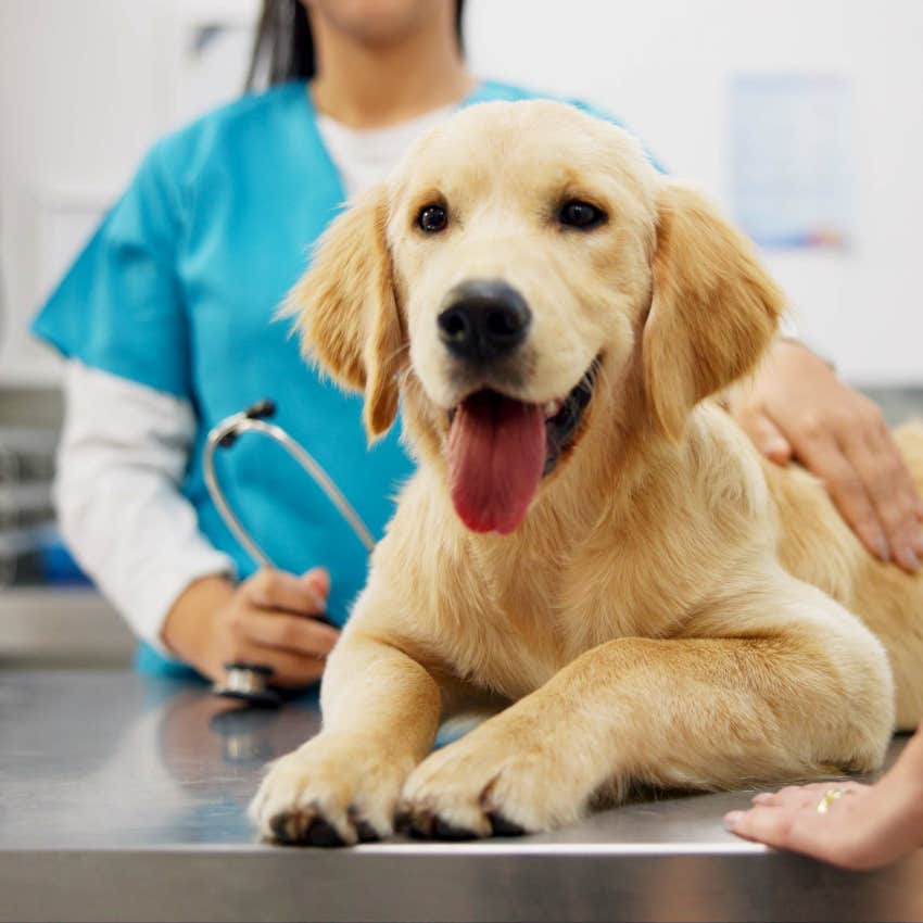 Dog at the vet for annual checkup to avoid pet debt