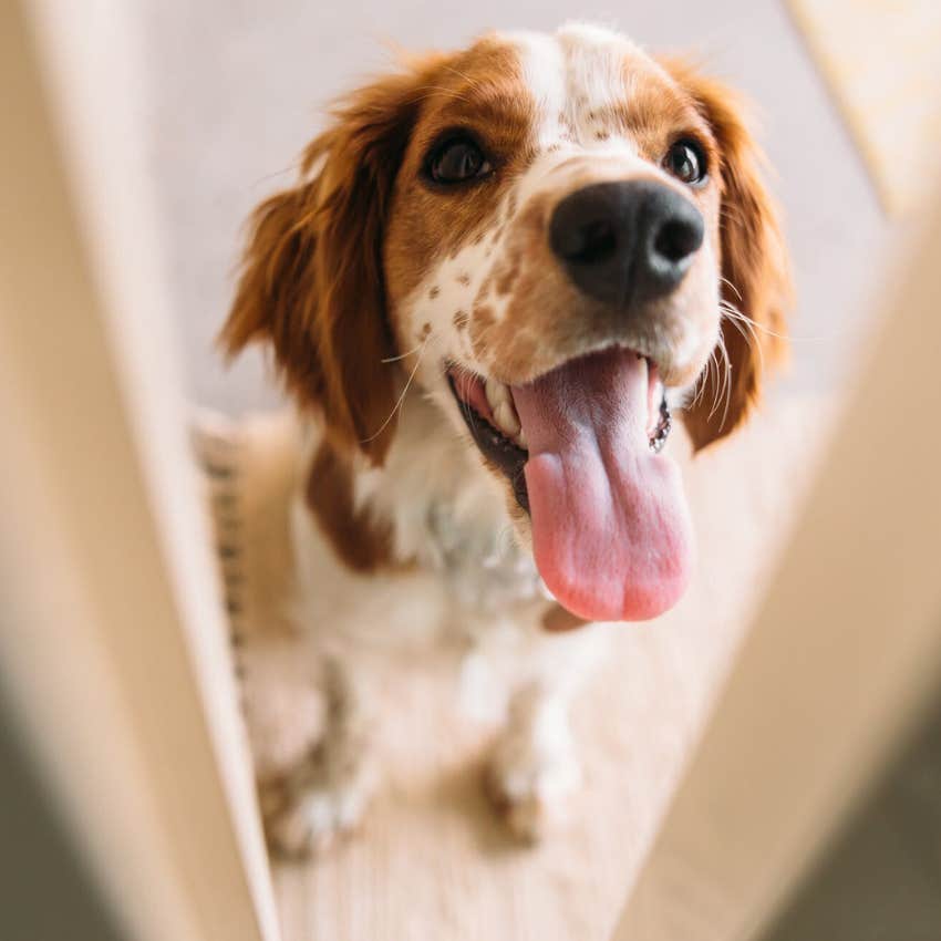 Dog looking happy waiting outside a bathroom door. 