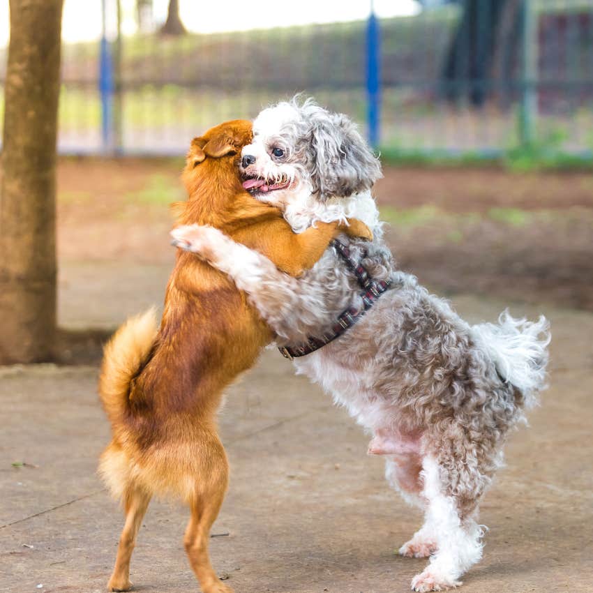 Two bully dogs hugging each other outside. 