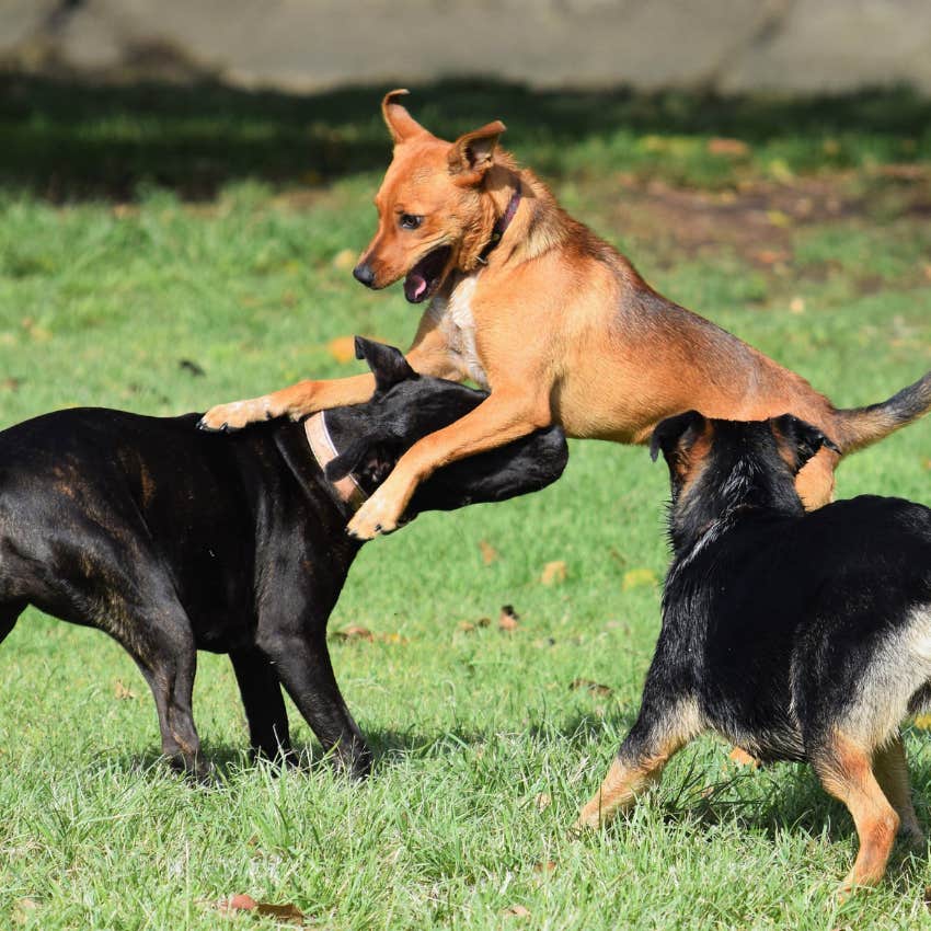 Bullying dog holding the head of another dog