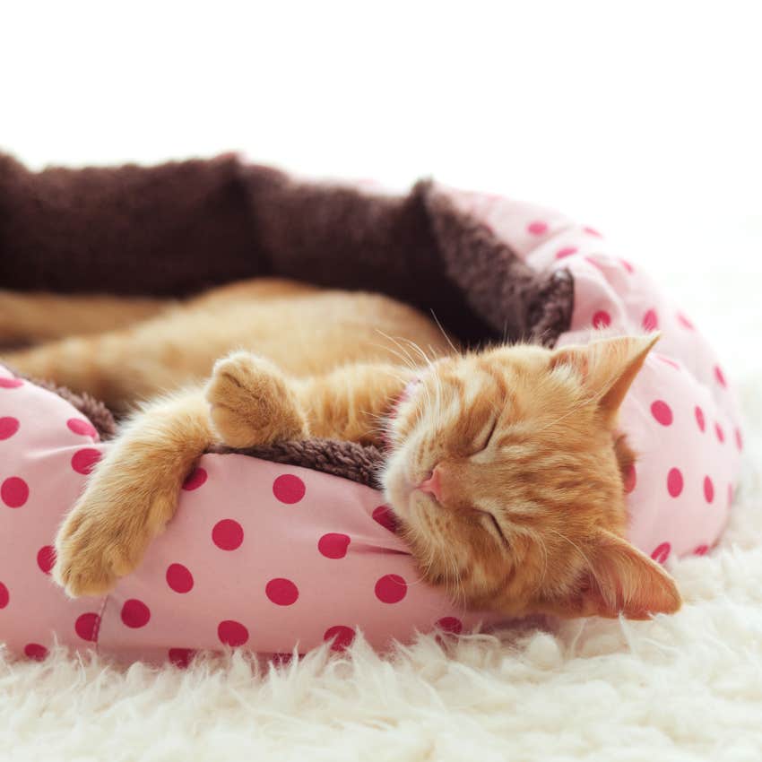 Kitten asleep in bed