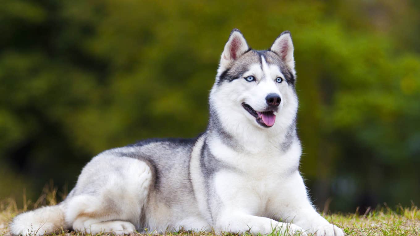 beautiful husky dog lying down outside