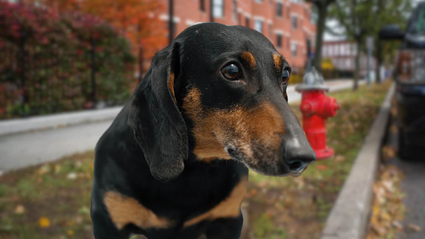 Disabled dog standing outside by a fire hydrant. 